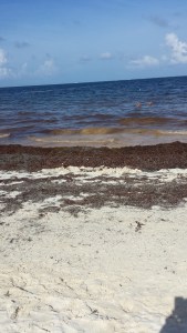 Seaweed