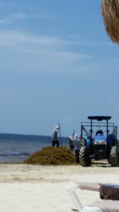 Seaweed